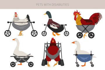 Disabled animals clipart. Injured chikens and ducks in a wheelchairs. Poultry with a disabilities. Vector illlustration
