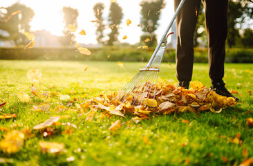 Close-up of garden rake raking fallen leaves into pile against backdrop of green grass in rays of...