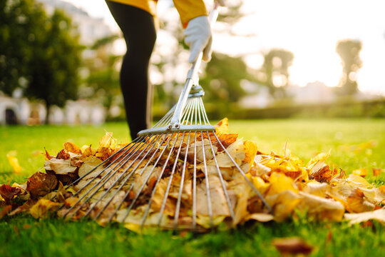 Close-up of garden rake raking fallen leaves into pile against backdrop of green grass in rays of the setting sun. Volunteer cleans orange leaves outdoors in autumn park at sunset. Ecology concept.