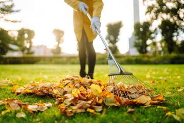 Close-up of garden rake raking fallen leaves into pile against backdrop of green grass in rays of...