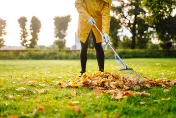 Close-up of garden rake raking fallen leaves into pile against backdrop of green grass in rays of the setting sun. Volunteer cleans orange leaves outdoors in autumn park at sunset. Ecology concept.