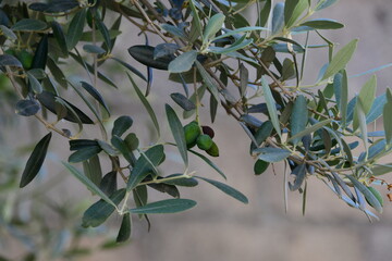 Olea europeia conhecida por oliveira ou zambijeiro