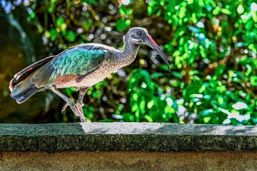 peacock in the garden