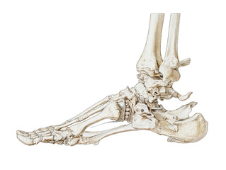Detailed anatomical illustration of a human foot's bones (1)