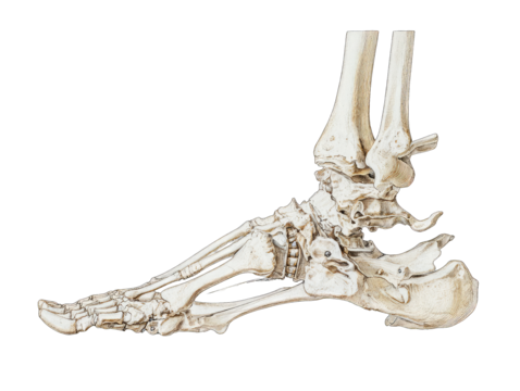 Detailed anatomical illustration of a human foot's bones (1)