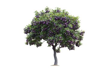 Plum tree isolated on transparent background