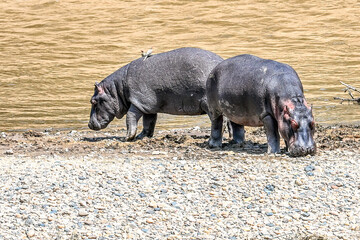 pig on the beach