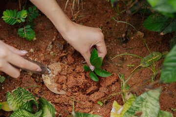  Farmer's hands planting seedlings in natural soil