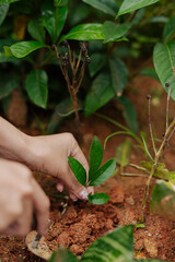  Farmer's hands planting seedlings in natural soil