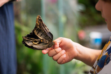 Child Holding a Butterfly in Nature