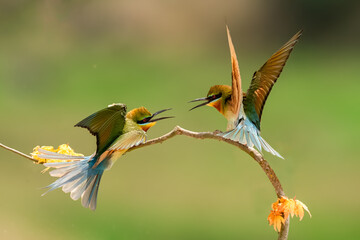 bee eater perched on a flower