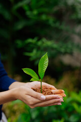  Farmer's hands planting seedlings in natural soil