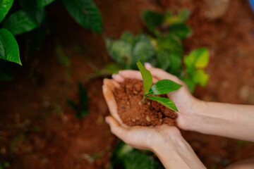  Farmer's hands planting seedlings in natural soil