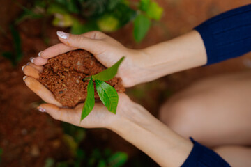  Farmer's hands planting seedlings in natural soil