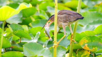 great blue heron ardea cinerea