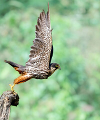 red tailed hawk