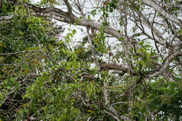 Wildlife along the Rio Frio in Central America's Costa Rica
