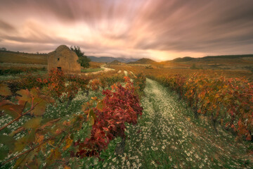 Sunset on an autumn day over the vineyards of La Rioja, Spain, near Davalillo Castle