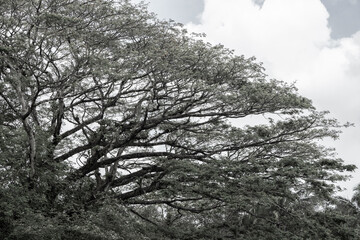 Rain Forest Shrubbery and trees along the Rio Frio in Central America's Costa Rica.