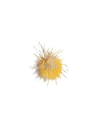 Close-up of a light-yellow, spiky, textured object.  Radiating outward from a central point, the object has a fluffy, almost fuzzy appearance