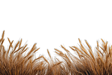 Golden wheat stalks against a black background
