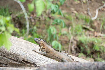 Wildlife along the Rio Frio in Central America's Costa Rica