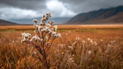 A single plant with small, white flowers, stands in a vast, golden field.  Mountains and a cloudy sky in the background