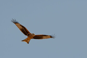 Mäusebussard