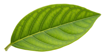 Obraz premium Vibrant green leaf showcasing intricate veining and healthy texture, perfect for nature and wellness themes