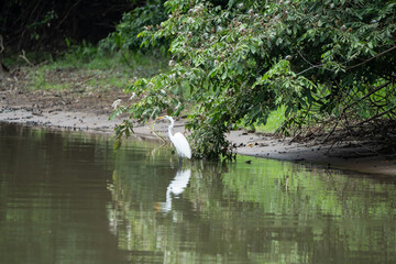 Wildlife along the Rio Frio in Central America's Costa Rica