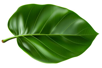 Obraz premium Single Smooth Green Leaf with Prominent Veins on Transparent Background