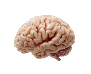 A pale pink human brain,  3/4 view,  isolated