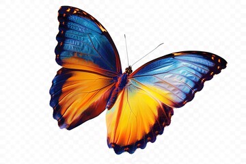 Very beautiful blue yellow orange butterfly in flight isolated on a transparent background.