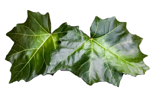 Two Green Ivy Leaves with Visible Veins