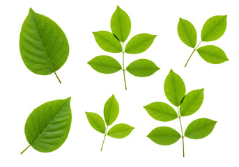 Collection of green leaves and branches isolated on transparent background
