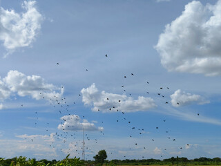 A serene rural landscape featuring a large flock of birds soaring across a bright blue sky dotted with fluffy white clouds. Captured in the countryside, this peaceful scene evokes freedom, nature, and