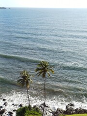Two palm trees on the shore. Arabian Sea. 