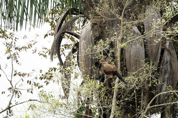 Primate monkey tree climbing in Central America's Costa Rica along the Rio Frio