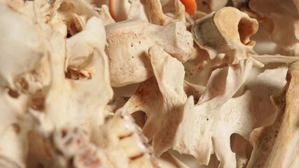 Slow motion of animal bone tissues. Multiple skeleton bones and skull of dead animal. Random animal body bones on a white plate. Craft and hobby for shamanic witchcraft wind chime made of bones.