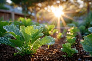 Fresh Green Lettuce Plants Growing in a Garden with Morning Sunlight Shining Through Leaves and Glimmering Dewdrops in a Natural Setting