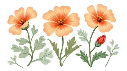 Blooming Orange Flowers with Green Leaves on White Background