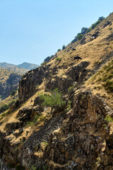 Cows grazing on a steep, arid slope of a gorge, near Boshkyzylsay Creek. July 2025.