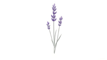 Obraz premium Illustration of Lavender Stalks with Purple Flowers on White Background