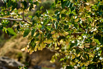 Fototapeta premium A close-up shot of a Catalpa branch with large leaves and long green pods. Perfect for nature and botanical projects. Photographed in July 2025.