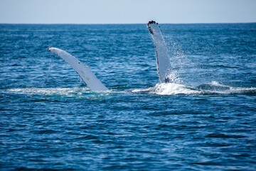 Fototapeta premium Whale Watch