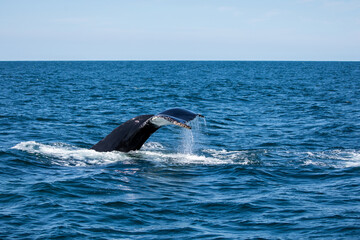 Fototapeta premium Whale Watch