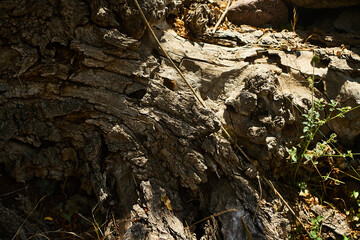 Close-up of textured tree bark with deep cracks and knots, photographed in Boshkyzylsay, Uzbekistan, July 2025.