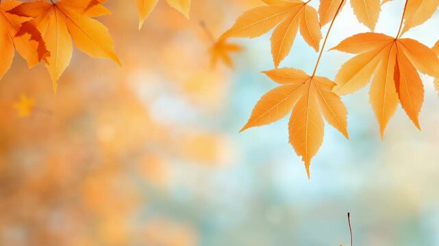 Orange maple leaves hanging against blurred pastel background with warm yellow and soft blue tones. Delicate autumn scene with soft focus and gentle color gradient.