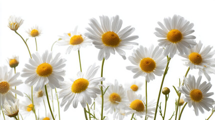Fototapeta premium Collage of fresh white chamomile flowers with yellow centers isolated on white background