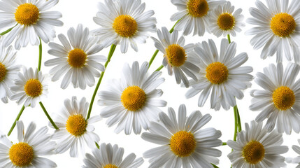 Obraz premium Collage of fresh white chamomile flowers with yellow centers isolated on white background